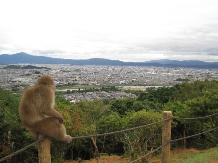 Arashiyama Monkey Park Iwatayama